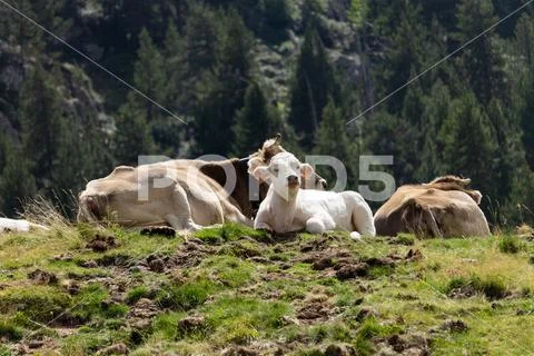 White Calf Between Two Brown Cows Stock Photos