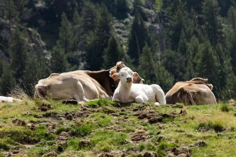 White Calf Between Two Brown Cows Stock Photos