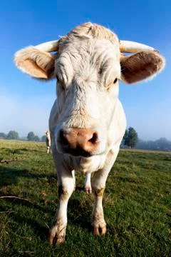 White calf Stock Photos