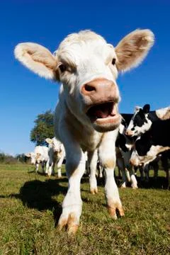 White calf Stock Photos
