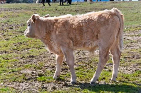 White calf Stock Photos