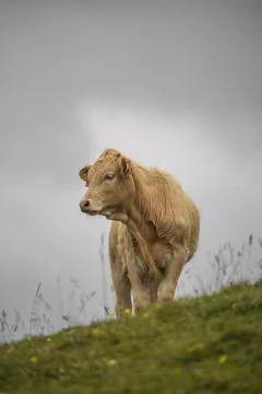 White calf Stock Photos