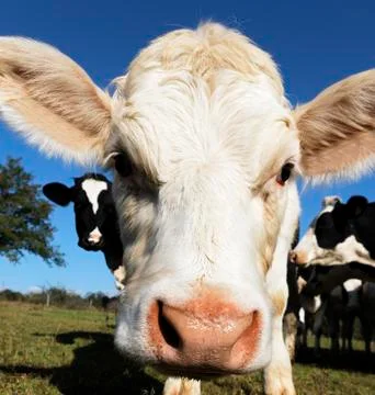 White calf square Stock Photos