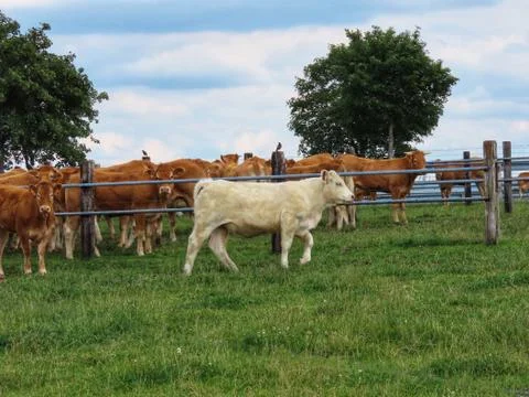 White calf standing Stock Photos