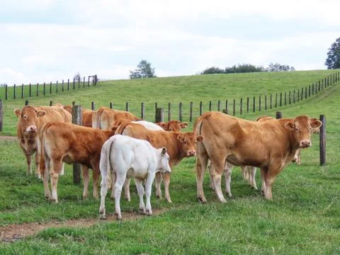 White calf standing Stock Photos