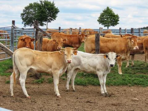 White calf standing Stock Photos