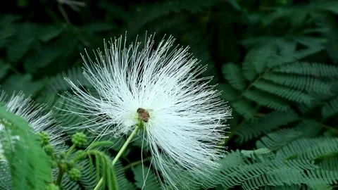 White Caliandra Flower Stock-Footage 333146029