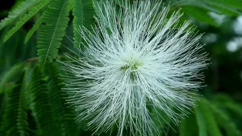 White Caliandra Flower Stock Footage 333146034