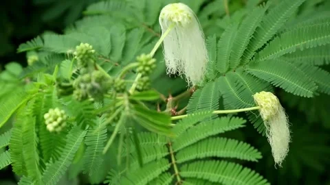 White Caliandra Stock-Footage 331666229