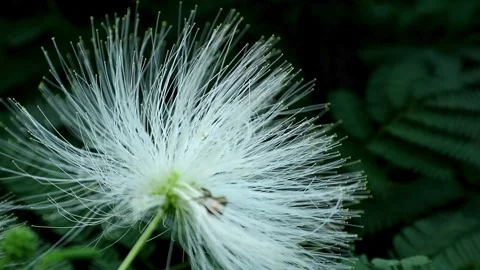 White Caliandra Stock-Footage 333146021