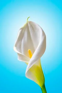 White calla on blue background Stock Photos