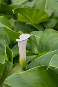 White calla flower in the green leafs in the greenhouse Stock Photos