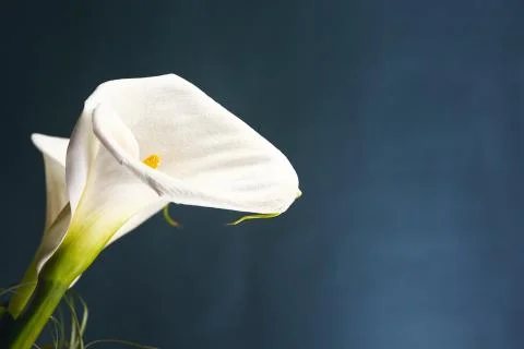 White calla flower. Stock Photos