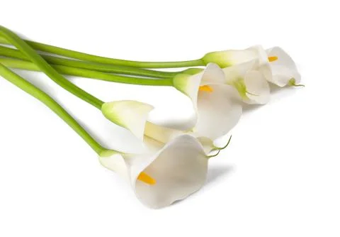 White calla group Stock Photos