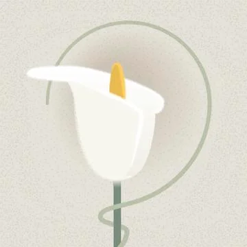 White calla Stock Illustration