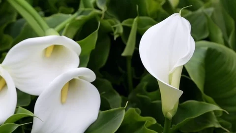 White calla lilies Stock Footage 76180901