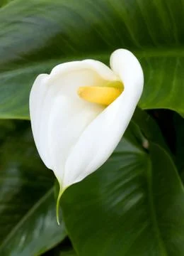 White calla lilies with leaf Stock Photos