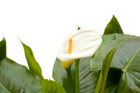 White Calla lilies with leaf Stock Photos