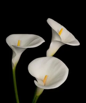 White calla lilly Stock Photos
