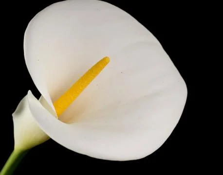 White calla lilly Stock-Fotos