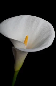 White calla lilly Stock-Fotos