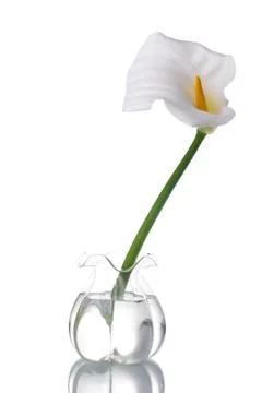White calla lilly Stock Photos
