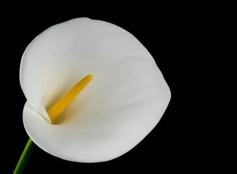 White Calla Lilly Stock Photos