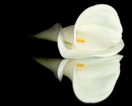 White Calla Lilly Stock Photos