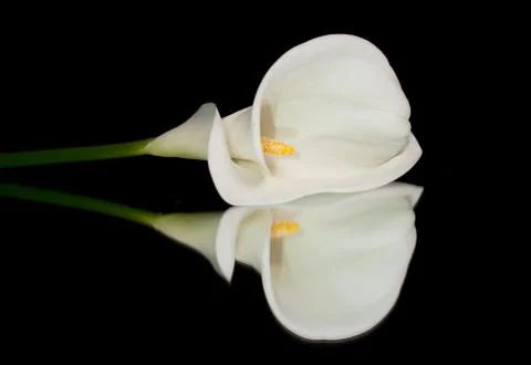 White Calla Lilly Stock Photos