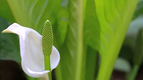 White calla lily close-up. Stock Footage 24818757