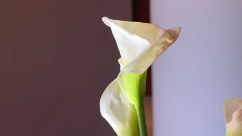 White calla lily flower standing indoors near a wall Видео 341101543