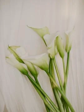 White Calla lily flowers , the fabric behind, vintage style Stock Photos