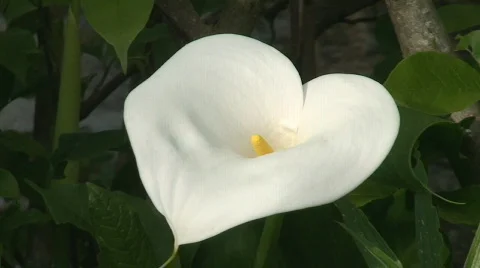 White calla lily  Stock Footage 118140