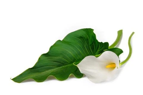 White calla lily with leaf Stock Photos
