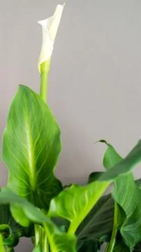 White Calla Lily Stock Photos