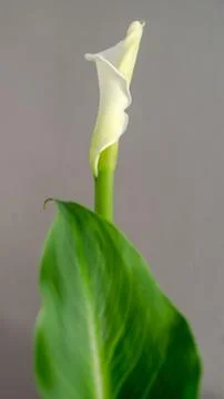 White Calla Lily Stock Photos