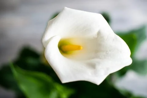 White Calla Lily Stock Photos