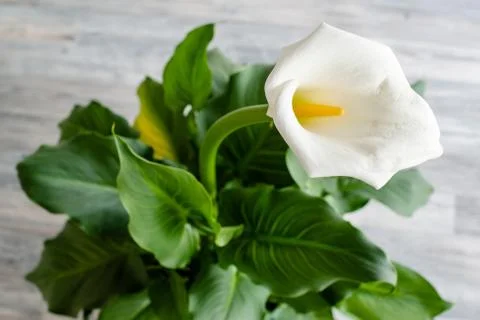 White Calla Lily Stock Photos