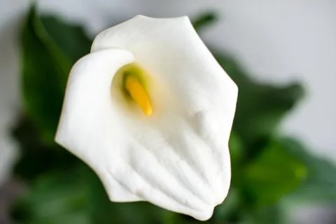 White Calla Lily Stock Photos