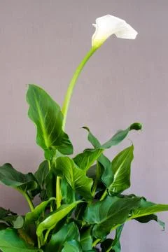 White Calla Lily Stock Photos