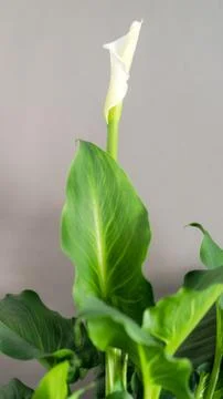 White Calla Lily Stock Photos