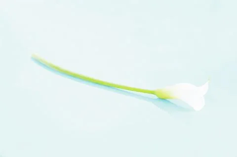 White  calla lily Stock Photos