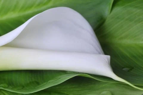 White  calla lily Stock Photos