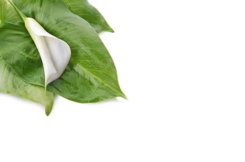 White  calla lily Stock Photos