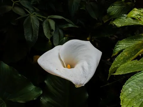 White Calla Lily Stock Photos