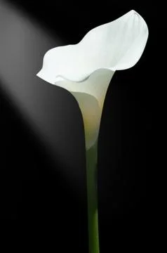 White Calla lily 写真素材