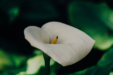 White Calla Lily with Tiny Insect in Close up background Stock Photos