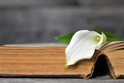 White calla on open book Stock Photos