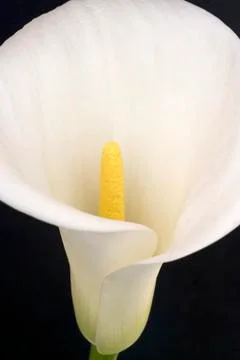 White calla Stock Photos