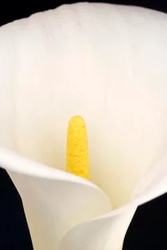 White calla Stock Photos